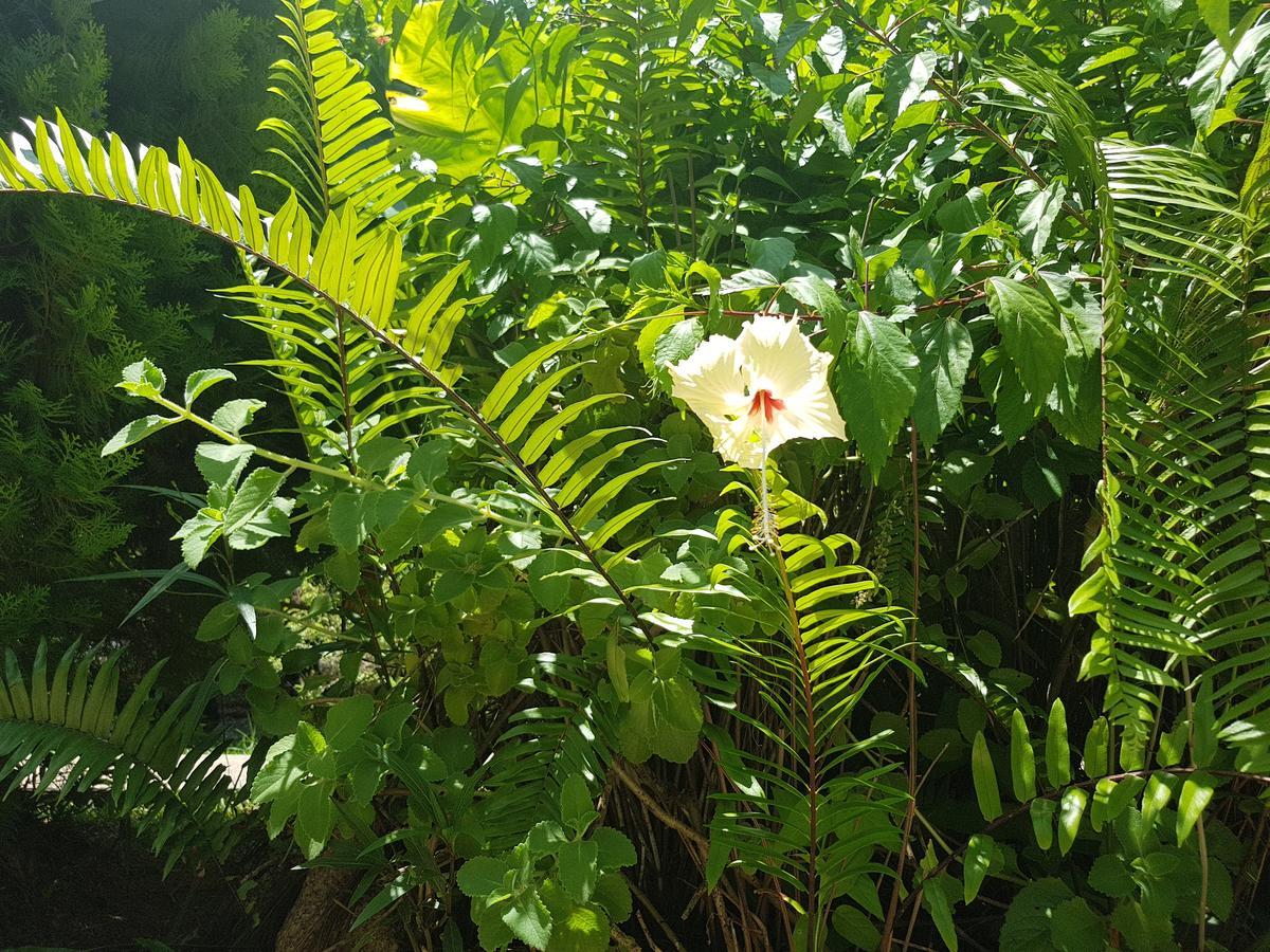 Buisson Guesthouse La Digue Buitenkant foto